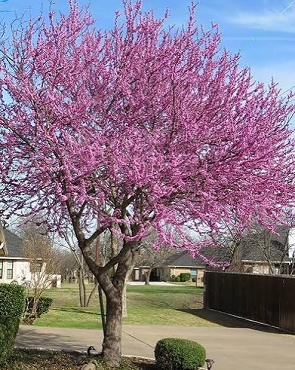 Cercis canadensis var. mexicana - Mexican Redbud